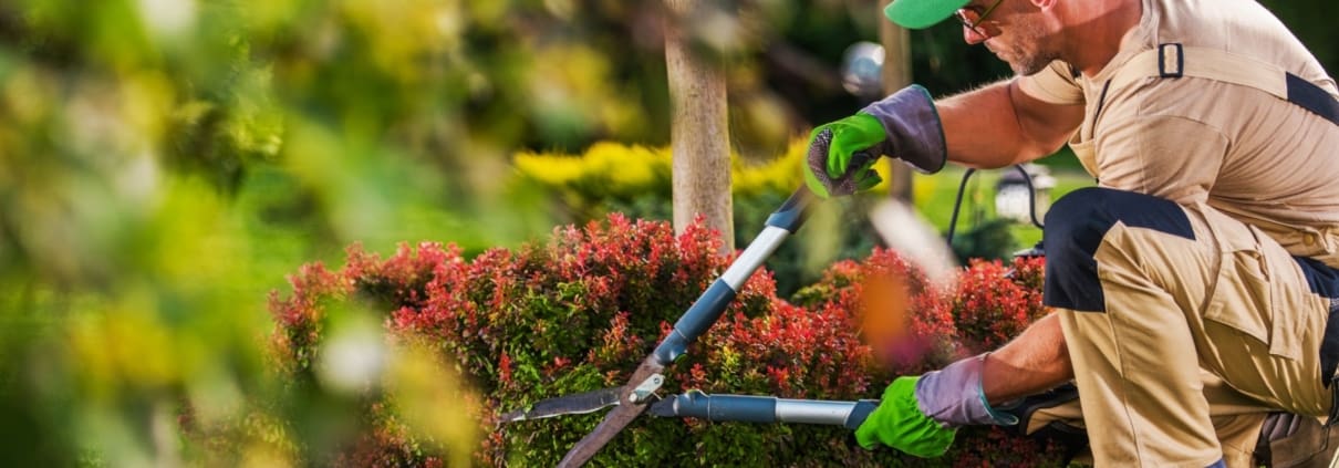 Brighter Image Landscaping and Tree Services