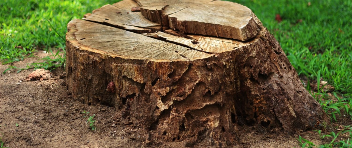 Brighter Image Landscaping Stump Grinding Services