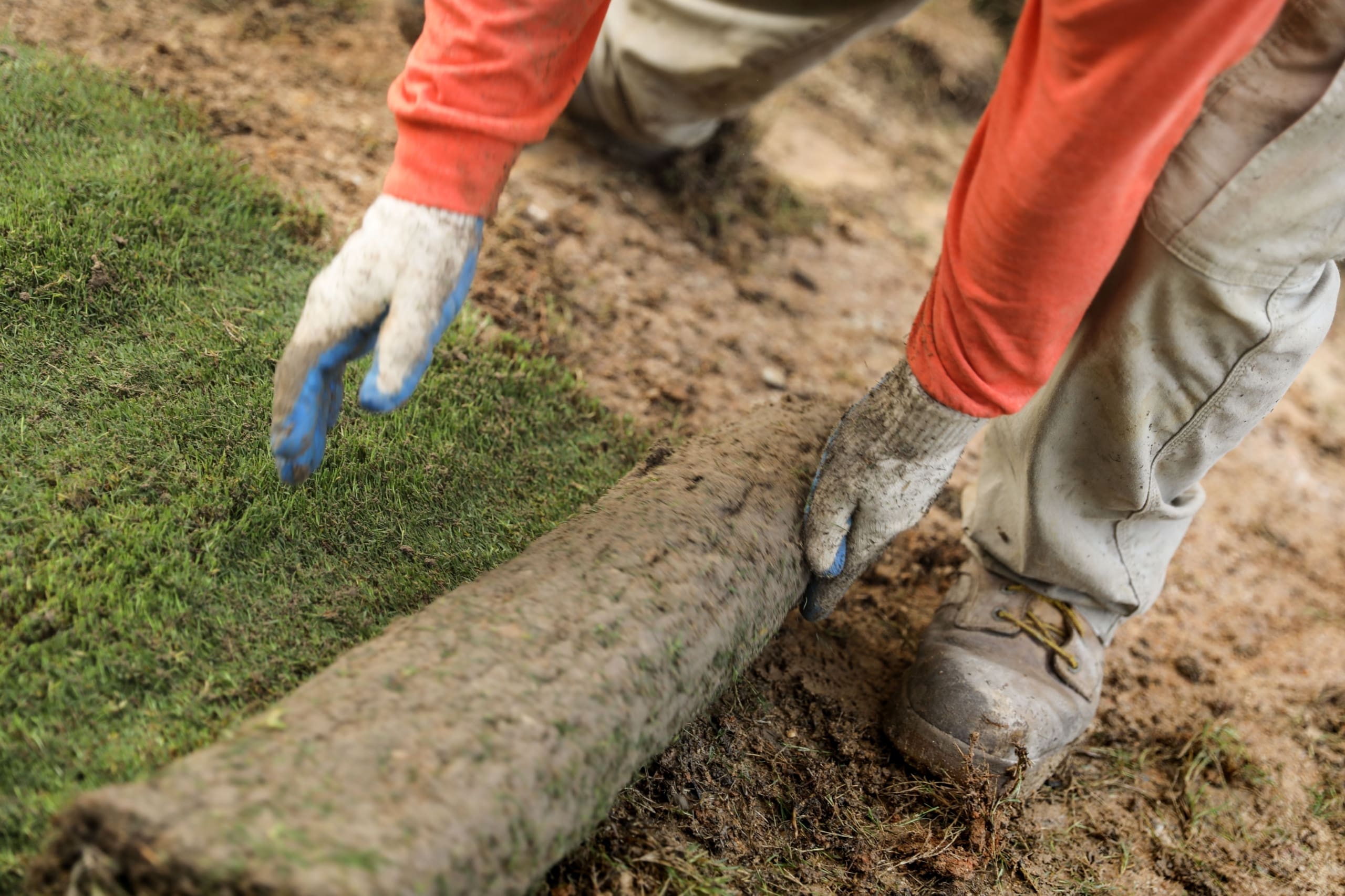 Sod Application Services at Brighter Image Landscaping