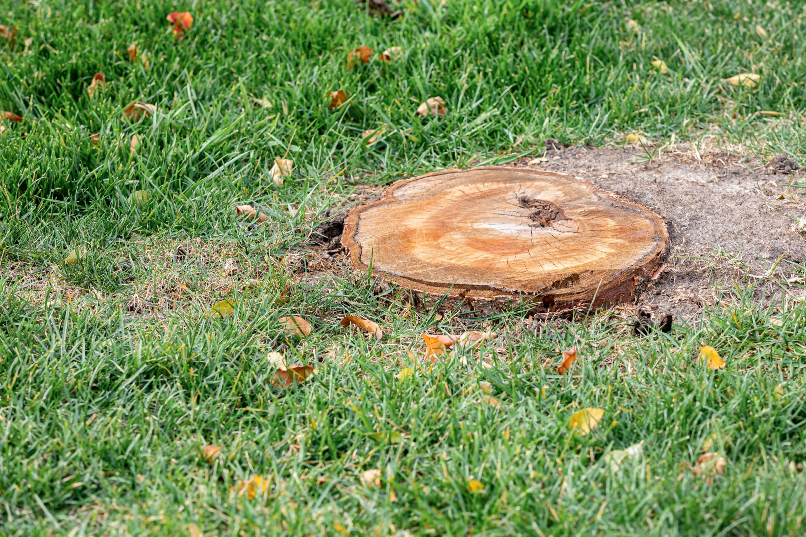 Stump Grinding Services in Southeast Louisiana (1)