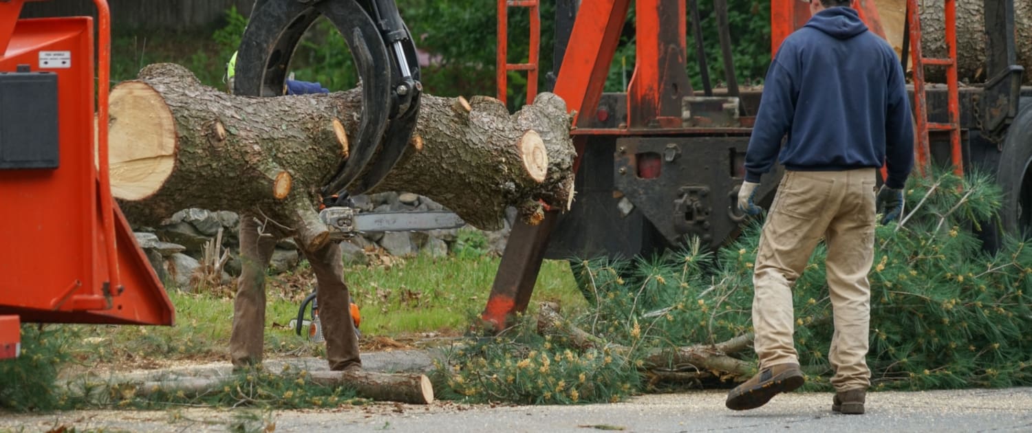 Tree Removal Services