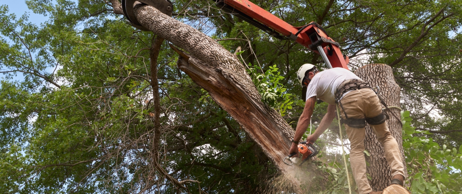 Tree Services by Brighter Image Landscaping