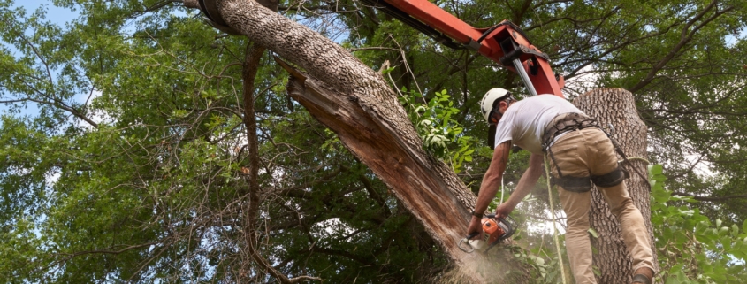 Tree Services by Brighter Image Landscaping